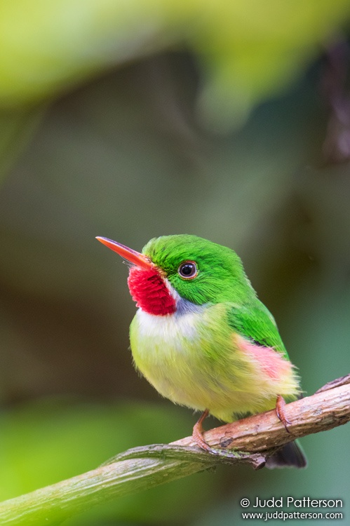 Jamaican Tody, Ecclesdown Road, Jamaica